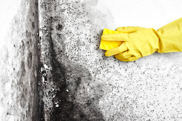 Best Certified Mold Removal  in West Hattiesburg, MS
