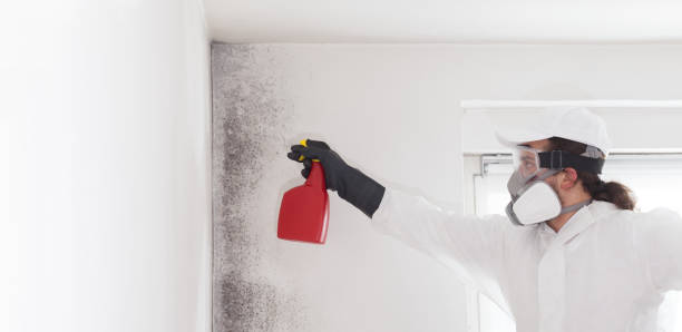  West Hattiesburg, MS Mold Removal Pros