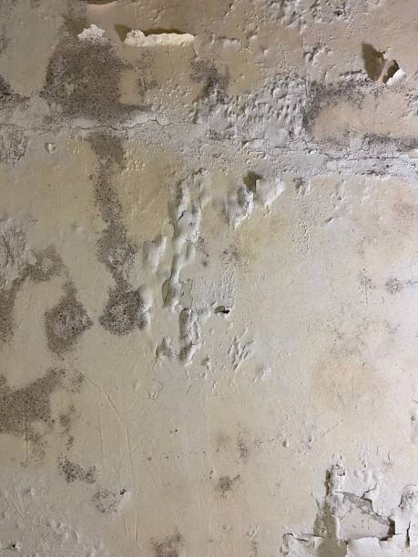 Best Emergency Mold Removal  in West Hattiesburg, MS