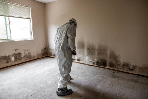 Best Local Mold Removal Service  in West Hattiesburg, MS