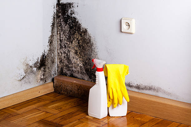 Best Black Mold Removal  in West Hattiesburg, MS
