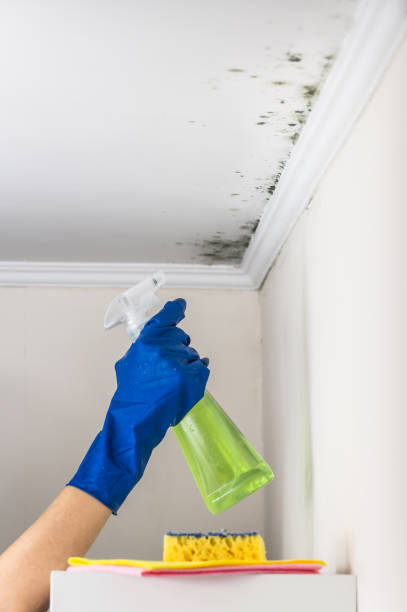 Best Commercial Mold Removal  in West Hattiesburg, MS