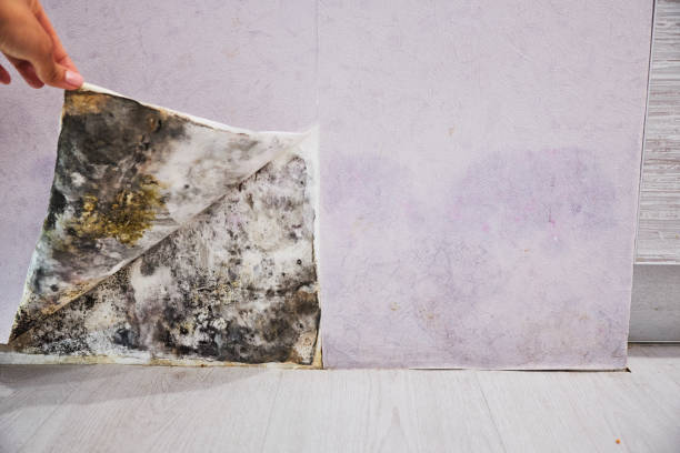 Best Office Mold Removal Services  in West Hattiesburg, MS